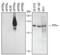 PTPRS antibody, PA5-47487, Invitrogen Antibodies, Western Blot image 