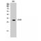 CD38 Molecule antibody, LS-C387172, Lifespan Biosciences, Western Blot image 