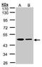 Endoplasmic Reticulum Protein 44 antibody, PA5-28484, Invitrogen Antibodies, Western Blot image 