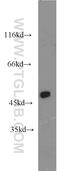 Myogenic Differentiation 1 antibody, 18943-1-AP, Proteintech Group, Western Blot image 