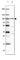 Myeloperoxidase antibody, HPA061464, Atlas Antibodies, Western Blot image 