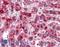 Catalase antibody, LS-B3014, Lifespan Biosciences, Immunohistochemistry frozen image 