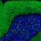 Solute Carrier Family 17 Member 7 antibody, NBP2-46627, Novus Biologicals, Immunofluorescence image 
