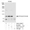 TFIIIC90 antibody, A301-241A, Bethyl Labs, Immunoprecipitation image 