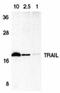 Tumor necrosis factor ligand superfamily member 10 antibody, ADI-AAP-470-E, Enzo Life Sciences, Western Blot image 