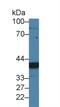 Chordin Like 1 antibody, LS-C374854, Lifespan Biosciences, Western Blot image 