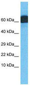 Zinc Finger Protein 746 antibody, TA345411, Origene, Western Blot image 