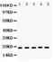 Caspase 2 antibody, LS-C357553, Lifespan Biosciences, Western Blot image 