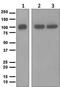 Endoplasmic Reticulum Aminopeptidase 1 antibody, ab124669, Abcam, Western Blot image 