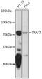E3 ubiquitin-protein ligase TRAF7 antibody, 16-134, ProSci, Western Blot image 