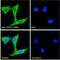 Prostaglandin-Endoperoxide Synthase 1 antibody, LS-B3229, Lifespan Biosciences, Immunofluorescence image 