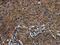 Homeobox protein Hox-C8 antibody, CSB-PA091932, Cusabio, Immunohistochemistry frozen image 