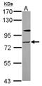 Zinc Finger Protein 287 antibody, NBP2-20957, Novus Biologicals, Western Blot image 