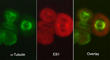 Microtubule Associated Protein RP/EB Family Member 1 antibody, EM5041, ECM Biosciences, Immunocytochemistry image 