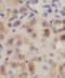 Transmembrane Protein 67 antibody, FNab05208, FineTest, Immunohistochemistry paraffin image 