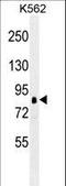 Ribosomal Protein S6 Kinase A1 antibody, LS-C162746, Lifespan Biosciences, Western Blot image 