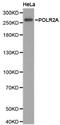 RNA Polymerase II Subunit A antibody, LS-C192865, Lifespan Biosciences, Western Blot image 