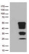Mucin 1, Cell Surface Associated antibody, TA800769BM, Origene, Western Blot image 