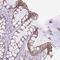 Translocation Associated Membrane Protein 2 antibody, HPA057925, Atlas Antibodies, Immunohistochemistry paraffin image 