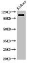 CD13 antibody, CSB-PA001827LA01HU, Cusabio, Western Blot image 