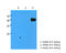 Influenza A Virus H3N2 antibody, LS-C175809, Lifespan Biosciences, Western Blot image 