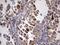 Angiotensin I Converting Enzyme 2 antibody, NBP2-46490, Novus Biologicals, Immunohistochemistry frozen image 