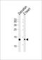 Fatty acid-binding protein 10-A, liver basic antibody, PA5-72183, Invitrogen Antibodies, Western Blot image 