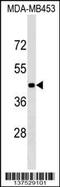 G-Rich RNA Sequence Binding Factor 1 antibody, 59-368, ProSci, Western Blot image 