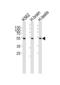 Gamma-Aminobutyric Acid Type A Receptor Gamma3 Subunit antibody, LS-C166331, Lifespan Biosciences, Western Blot image 