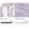 BEN Domain Containing 2 antibody, NBP2-38127, Novus Biologicals, Immunohistochemistry paraffin image 