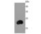 Fibroblast Growth Factor 21 antibody, A00802, Boster Biological Technology, Western Blot image 