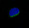 CD34 antibody, M00885-1, Boster Biological Technology, Immunofluorescence image 