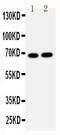 Lamin B2 antibody, PA1636, Boster Biological Technology, Western Blot image 