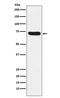 Neutrophil Cytosolic Factor 2 antibody, M02476-1, Boster Biological Technology, Western Blot image 