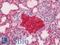 Hemoglobin Subunit Alpha 2 antibody, LS-B12169, Lifespan Biosciences, Immunohistochemistry paraffin image 