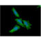 Nuclear Factor Of Activated T Cells 1 antibody, LS-B3051, Lifespan Biosciences, Immunofluorescence image 