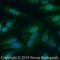 Regulatory Associated Protein Of MTOR Complex 1 antibody, NBP2-24837, Novus Biologicals, Immunofluorescence image 