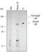 Protein Tyrosine Phosphatase Receptor Type F antibody, AF3004, R&D Systems, Western Blot image 