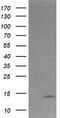 Keratin Associated Protein 2-4 antibody, TA503766, Origene, Western Blot image 