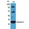 Calbindin 1 antibody, LS-C386968, Lifespan Biosciences, Western Blot image 