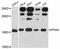 Prefoldin Subunit 2 antibody, abx126352, Abbexa, Western Blot image 