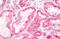 Mitochondria antibody, MBS246352, MyBioSource, Immunohistochemistry frozen image 