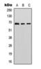 Interferon-induced guanylate-binding protein 1 antibody, orb393060, Biorbyt, Western Blot image 