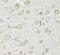 Farnesyl Diphosphate Synthase antibody, FNab03065, FineTest, Immunohistochemistry paraffin image 