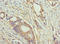Tet Methylcytosine Dioxygenase 1 antibody, LS-C679785, Lifespan Biosciences, Immunohistochemistry paraffin image 