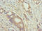 A0A023HHK9 antibody, LS-C679785, Lifespan Biosciences, Immunohistochemistry paraffin image 