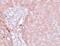 NADH:Ubiquinone Oxidoreductase Subunit B9 antibody, PA5-20922, Invitrogen Antibodies, Immunohistochemistry frozen image 