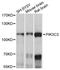 Phosphatidylinositol 3-Kinase Catalytic Subunit Type 3 antibody, A12483, ABclonal Technology, Western Blot image 