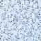 Hepatocyte Nuclear Factor 4 Alpha antibody, GTX54098, GeneTex, Immunohistochemistry paraffin image 