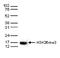 Histone H3 antibody, TA347188, Origene, Western Blot image 